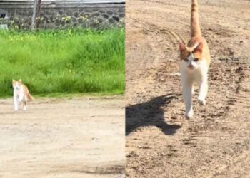 Le moment où un chat errant réalise que son humain préféré est de retour devient viral