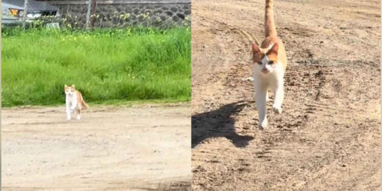Le moment où un chat errant réalise que son humain préféré est de retour devient viral