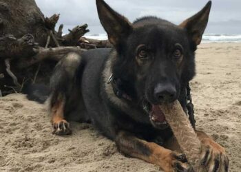 Rizzo, le chien policier qui a marqué les esprits après des années de service exemplaire aux côtés de l agent Bastinelli