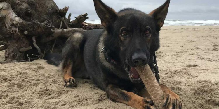 Rizzo, le chien policier qui a marqué les esprits après des années de service exemplaire aux côtés de l'agent Bastinelli 1 Rizzo, le chien policier qui a marqué les esprits après des années de service exemplaire aux côtés de l agent Bastinelli