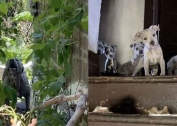 Sept petits visages surgissent tandis que des sauveteurs pénètrent dans une maison abandonnée pour sauver une famille