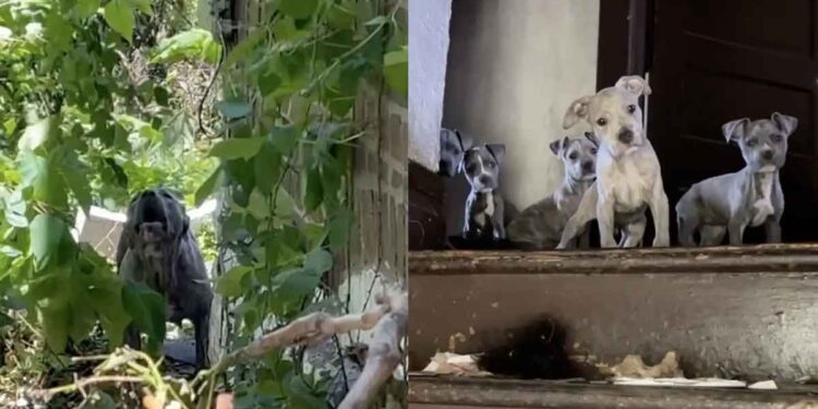 Sept petits visages surgissent tandis que des sauveteurs pénètrent dans une maison abandonnée pour sauver une famille