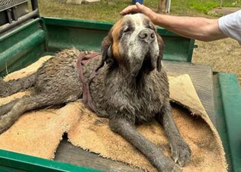 Un enterrement de vie de garçon se transforme en sauvetage héroïque pour un Saint-Bernard coincé