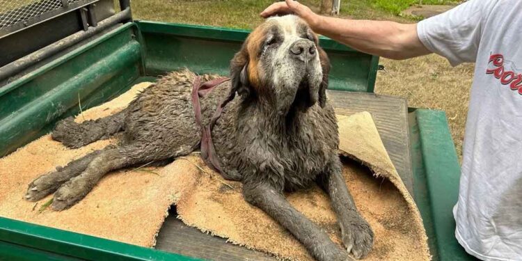 Un enterrement de vie de garçon se transforme en sauvetage héroïque pour un Saint-Bernard coincé