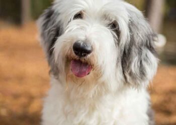 Un homme visite un refuge pour aider un ami à adopter un chien et repart avec une surprise.