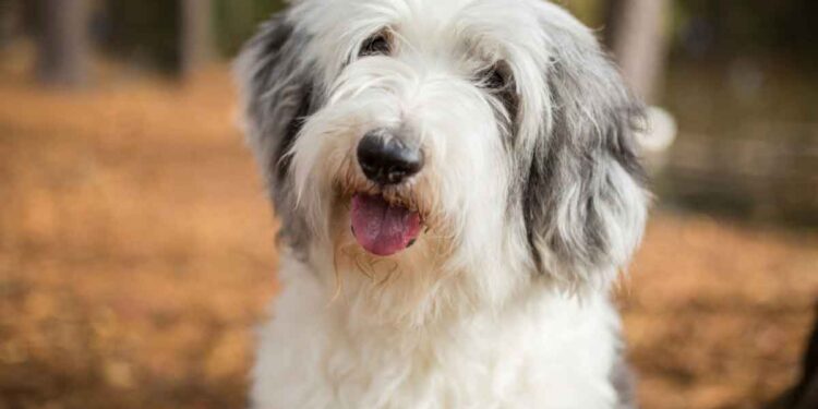 Un homme visite un refuge pour aider un ami à adopter un chien et repart avec une surprise.