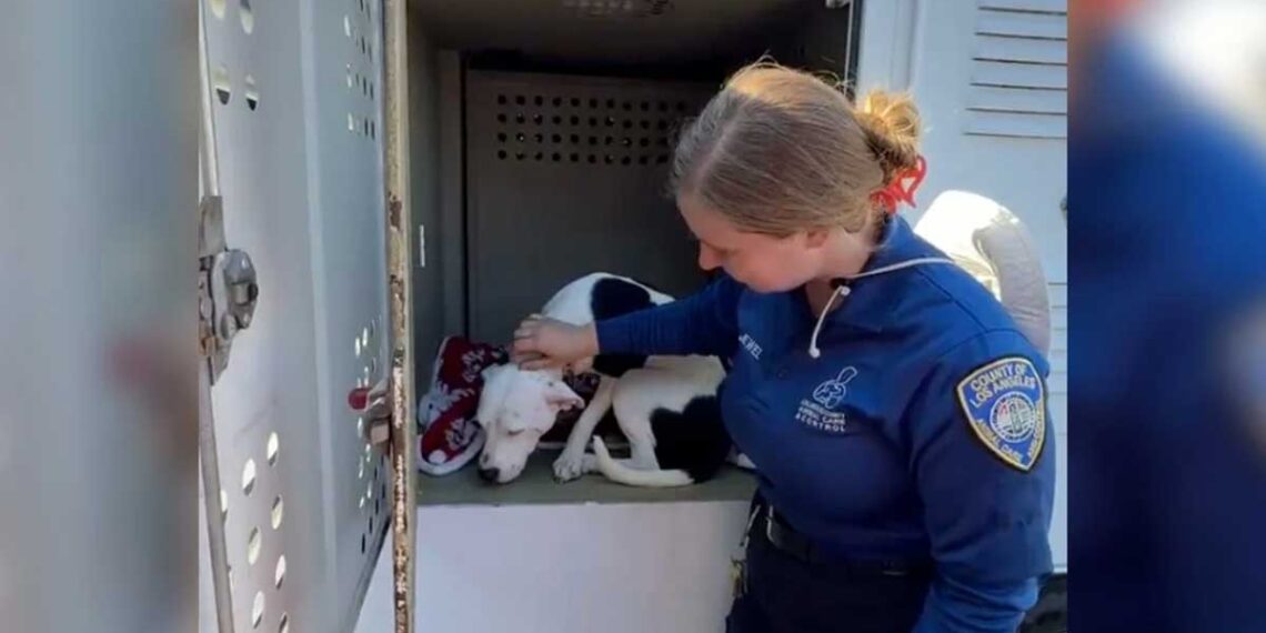 Abandonné sans un mot et ignoré lors d une adoption