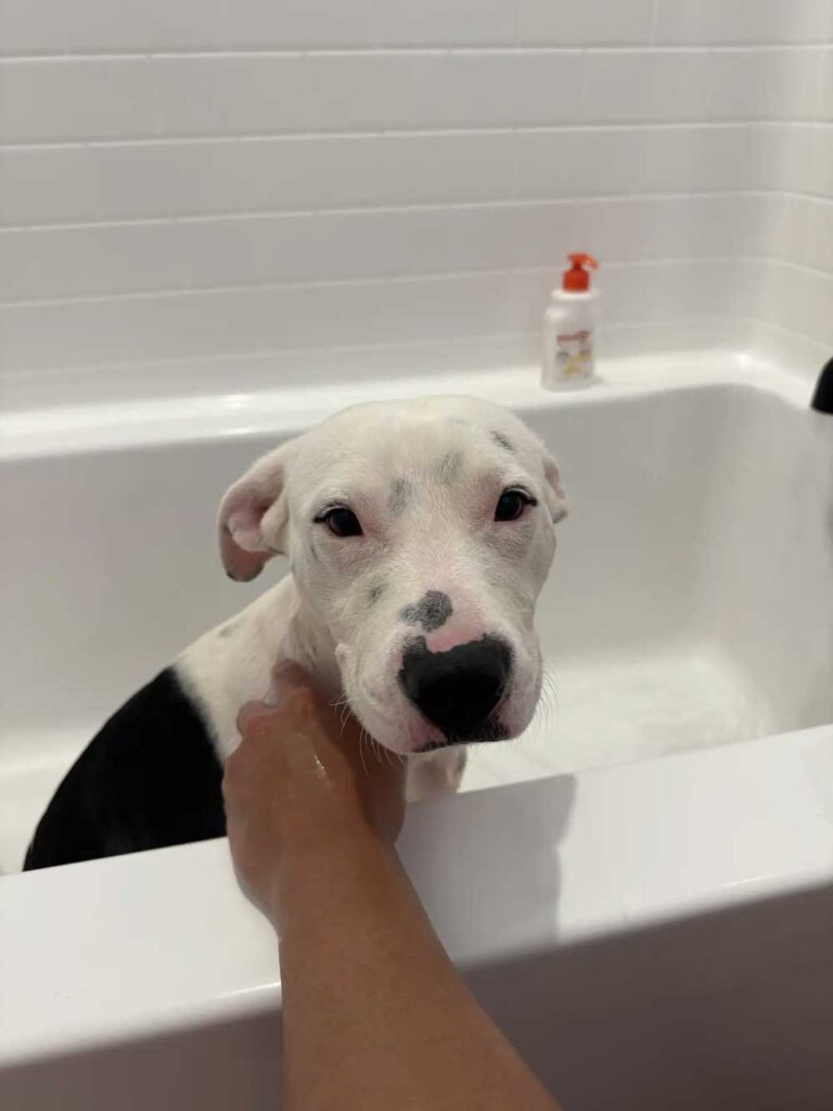 Abandonné sans un mot et ignoré lors d une adoption
