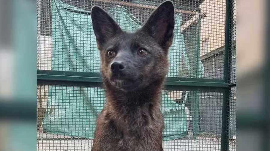Dogxim, étonnant hybride entre chien et renard