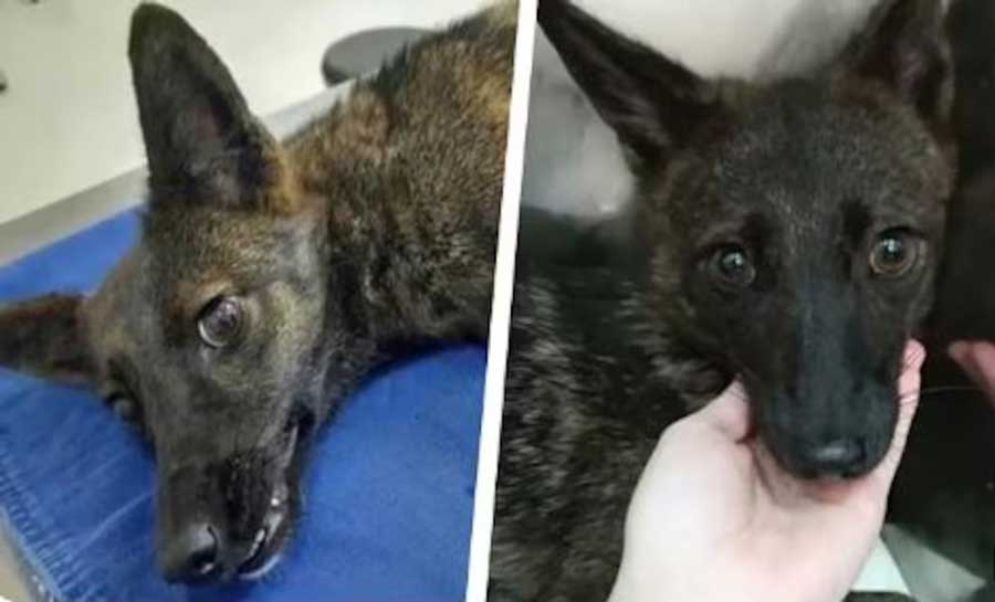Dogxim, étonnant hybride entre chien et renard