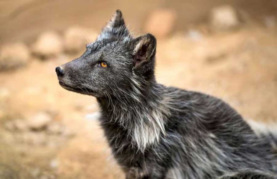Dogxim, étonnant hybride entre chien et renard