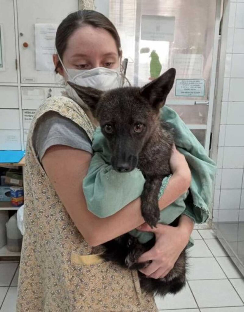 Dogxim, étonnant hybride entre chien et renard