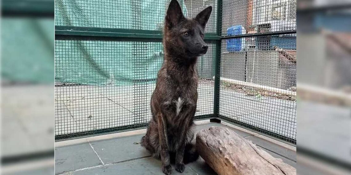 Dogxim, étonnant hybride entre chien et renard