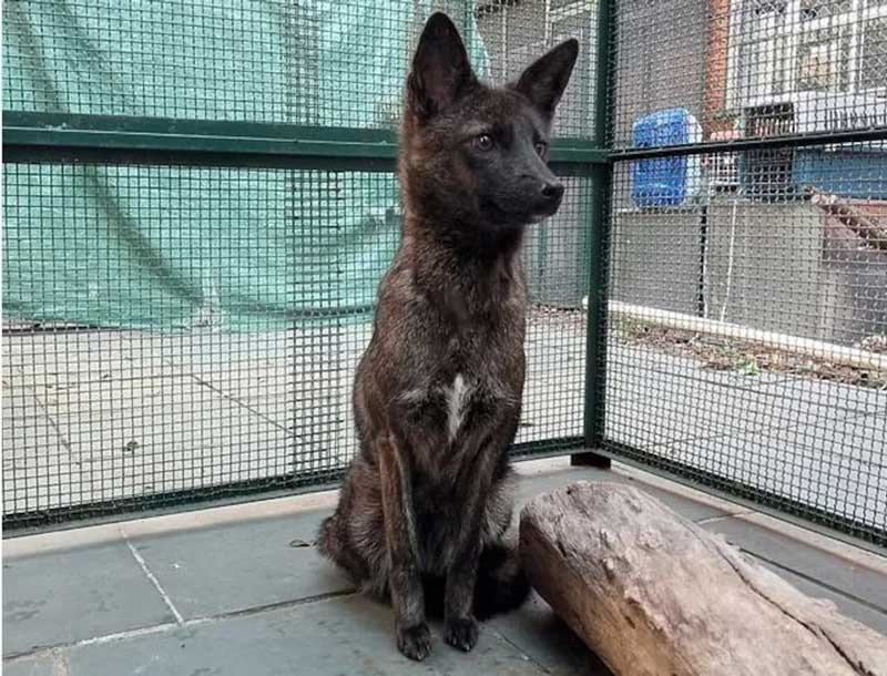 Dogxim, étonnant hybride entre chien et renard