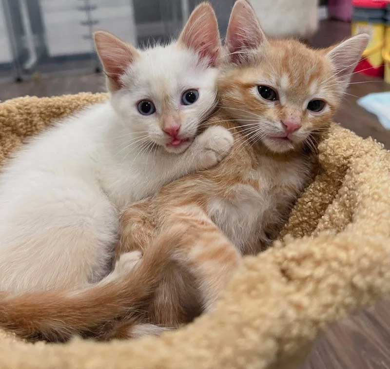 Ils trouvent un chaton dehors et ne cessent de chercher ses frères et sœurs chats pour qu ils puissent être réunis