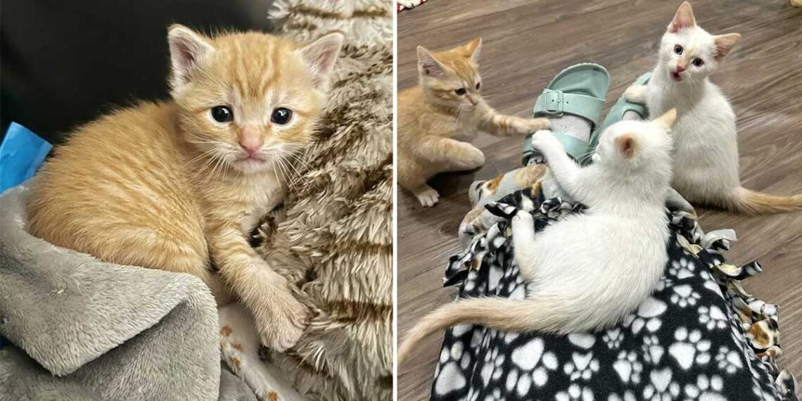 Ils trouvent un chaton dehors et ne cessent de chercher ses frères et sœurs chats pour qu ils puissent être réunis