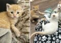 Ils trouvent un chaton dehors et ne cessent de chercher ses frères et sœurs chats pour qu ils puissent être réunis