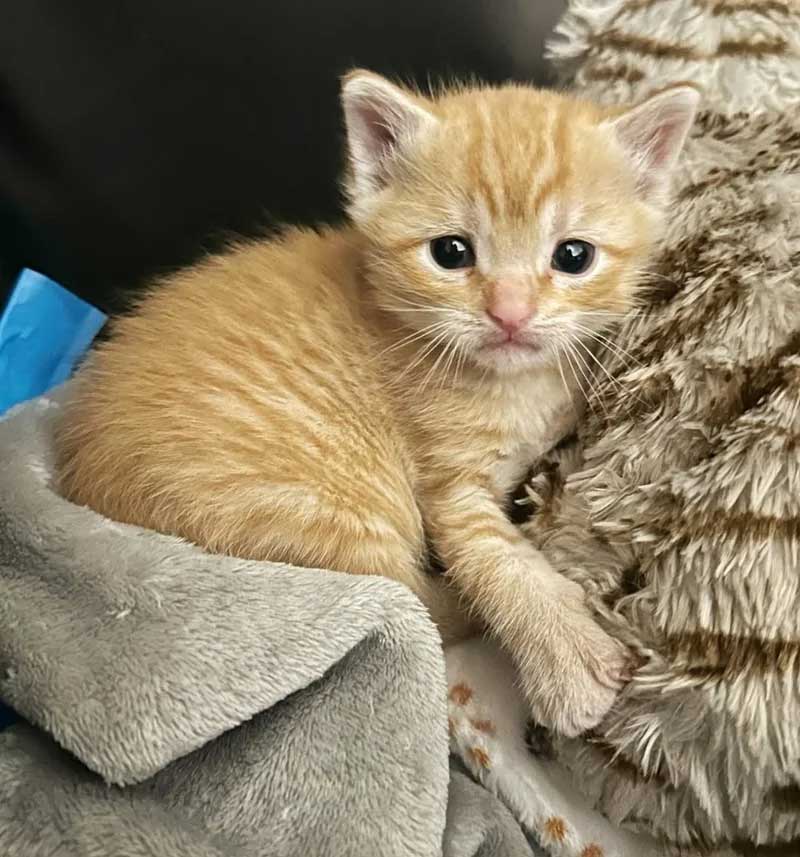 Ils trouvent un chaton dehors et ne cessent de chercher ses frères et sœurs chats pour qu ils puissent être réunis