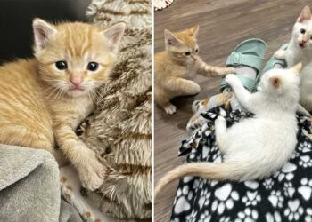 Ils trouvent un chaton dehors et ne cessent de chercher ses frères et sœurs chats pour qu ils puissent être réunis