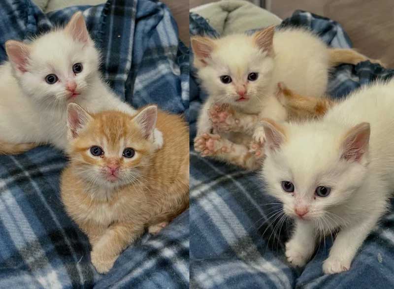 Ils trouvent un chaton dehors et ne cessent de chercher ses frères et sœurs chats pour qu ils puissent être réunis