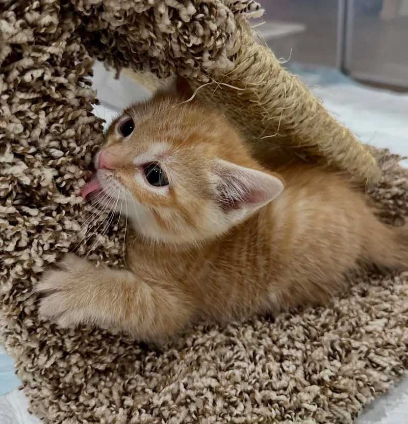 Ils trouvent un chaton dehors et ne cessent de chercher ses frères et sœurs chats pour qu ils puissent être réunis