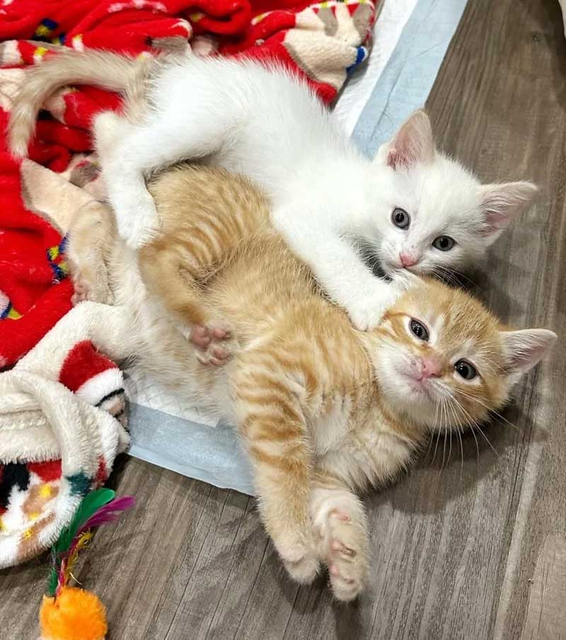 Ils trouvent un chaton dehors et ne cessent de chercher ses frères et sœurs chats pour qu ils puissent être réunis