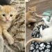 Ils trouvent un chaton dehors et ne cessent de chercher ses frères et sœurs chats pour qu ils puissent être réunis