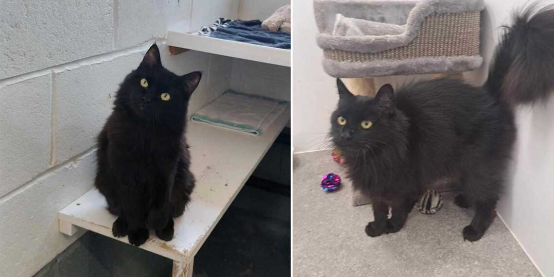 Nous ne comprendrons jamais la réticence à opter pour des chats noirs