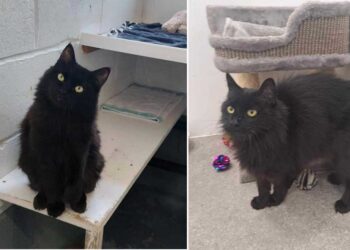 Nous ne comprendrons jamais la réticence à opter pour des chats noirs