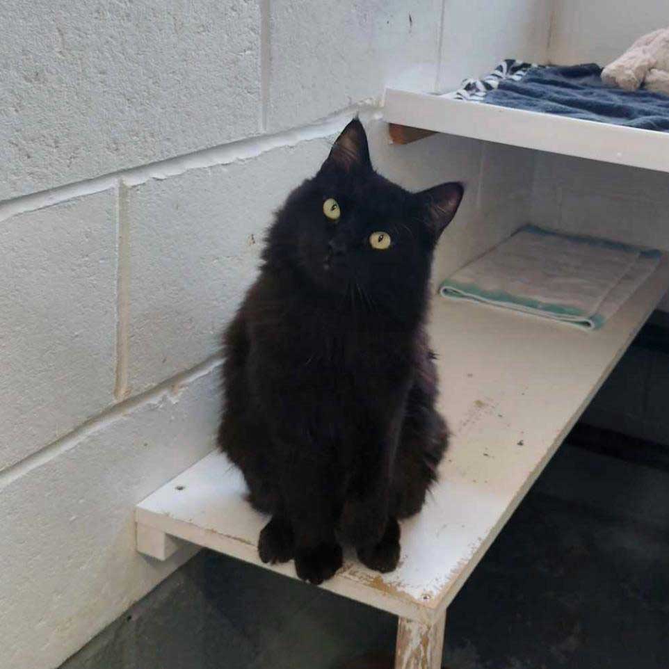 Nous ne comprendrons jamais la réticence à opter pour des chats noirs
