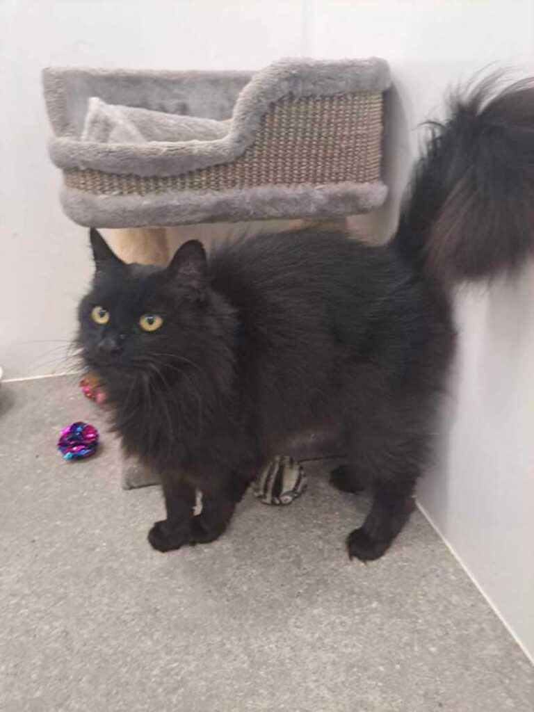 Nous ne comprendrons jamais la réticence à opter pour des chats noirs