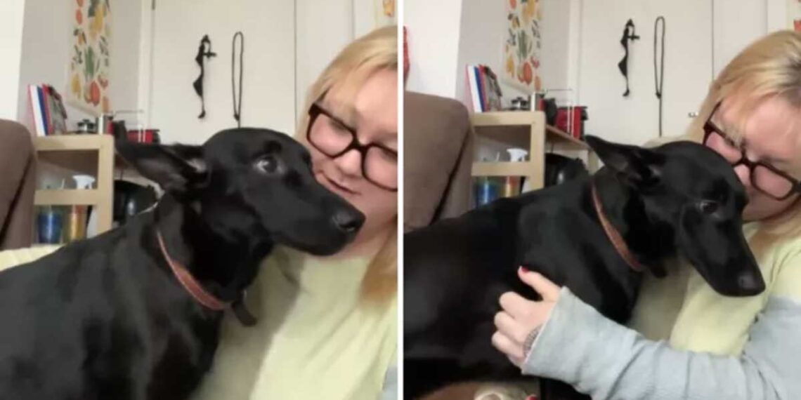 Une femme se demande pourquoi son chien de refuge ne comprend pas les ordres — puis elle réalise la vérité