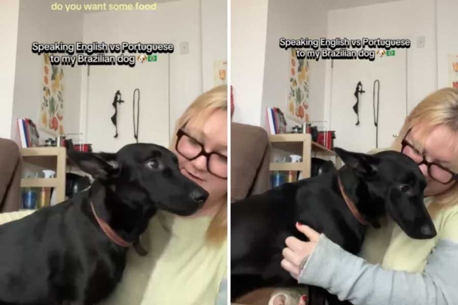 Une femme se demande pourquoi son chien de refuge ne comprend pas les ordres — puis elle réalise la vérité