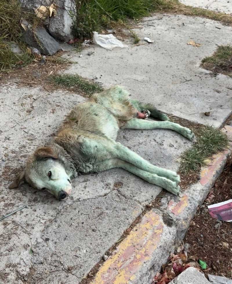 histoire de Bluey le chien à trois pattes