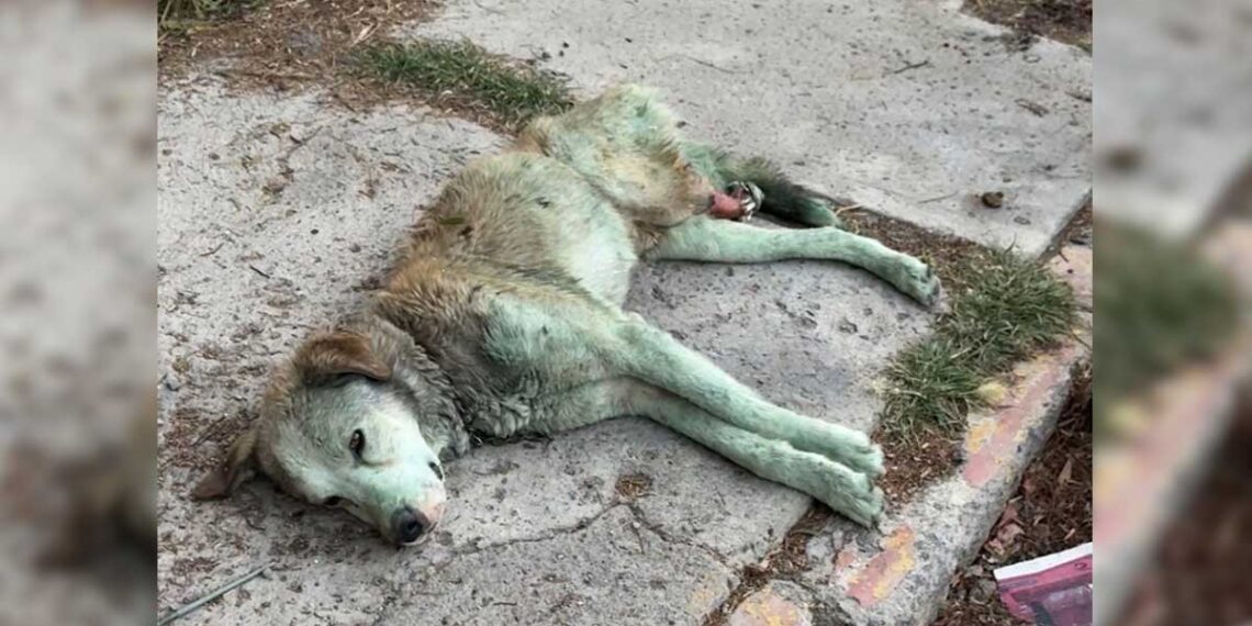 histoire de Bluey le chien à trois pattes