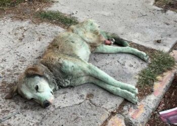 histoire de Bluey le chien à trois pattes