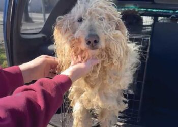 Abandonnés car jugés trop à gérer deux caniches retrouvent espoir
