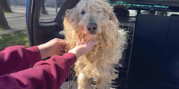 Abandonnés car jugés trop à gérer deux caniches retrouvent espoir