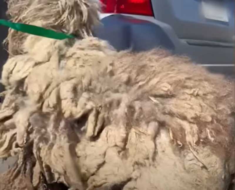 Abandonnés car jugés trop à gérer deux caniches retrouvent espoir