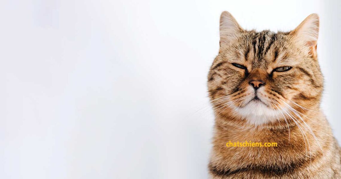 Comment un chat s excuse-t-il