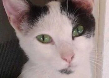 Jeté dans la nature parmi les coyotes parce qu il avait des puces