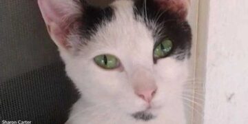 Jeté dans la nature parmi les coyotes, parce qu’il avait des puces, un petit chat retrouve enfin la sécurité 1 Jeté dans la nature parmi les coyotes parce qu il avait des puces