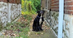 Un petit chien effrayé et blessé attendait assis que ses sauveurs viennent à lui