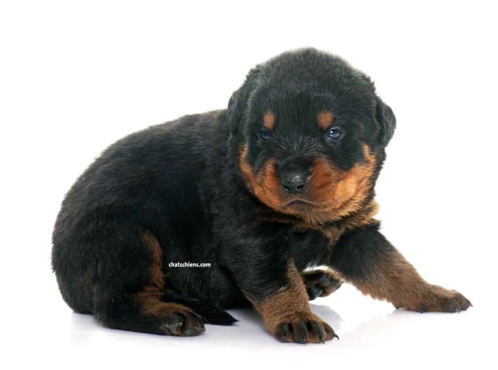 Chiot Rottweiler 1 mois