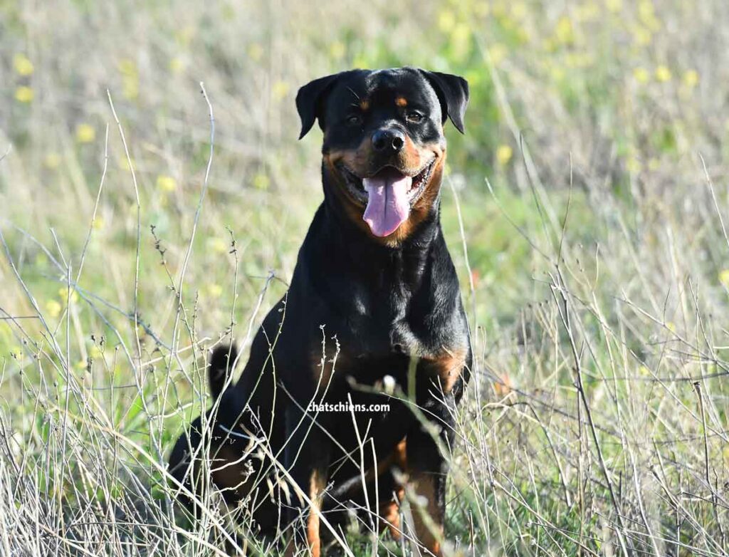 Chiot Rottweiler 10 mois