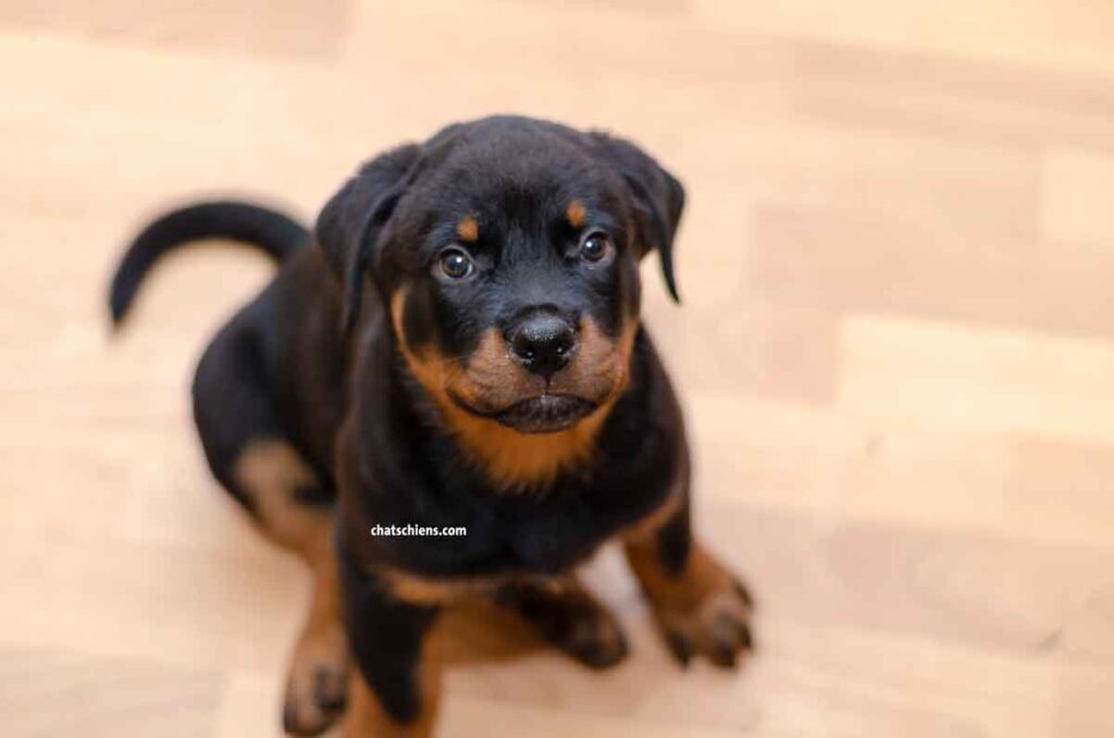 Chiot Rottweiler 3 mois