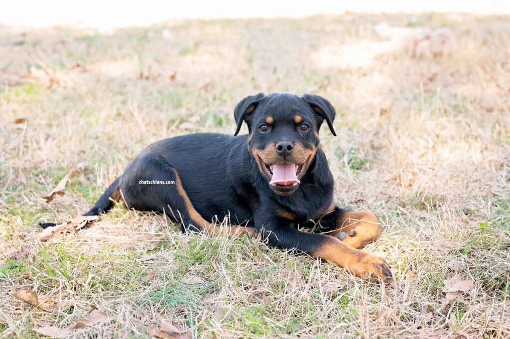 Chiot Rottweiler 6 mois
