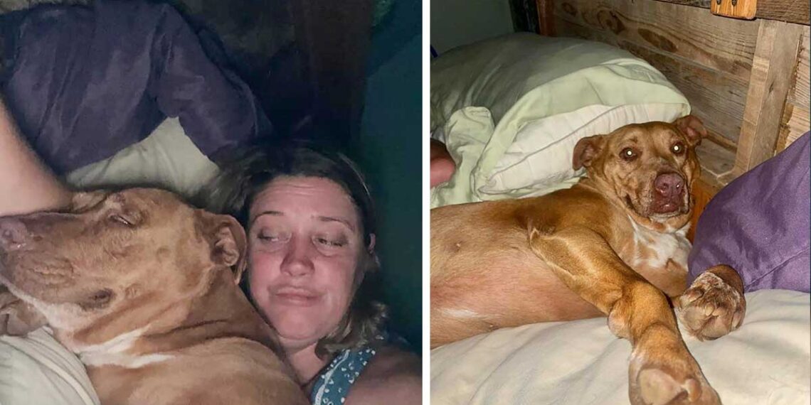 Un couple se réveille et trouve une petite chienne inconnue blottie dans son lit