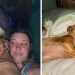 Un couple se réveille et trouve une petite chienne inconnue blottie dans son lit