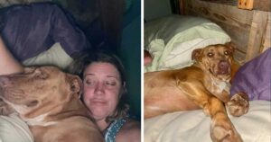 Un couple se réveille et trouve une petite chienne inconnue blottie dans son lit
